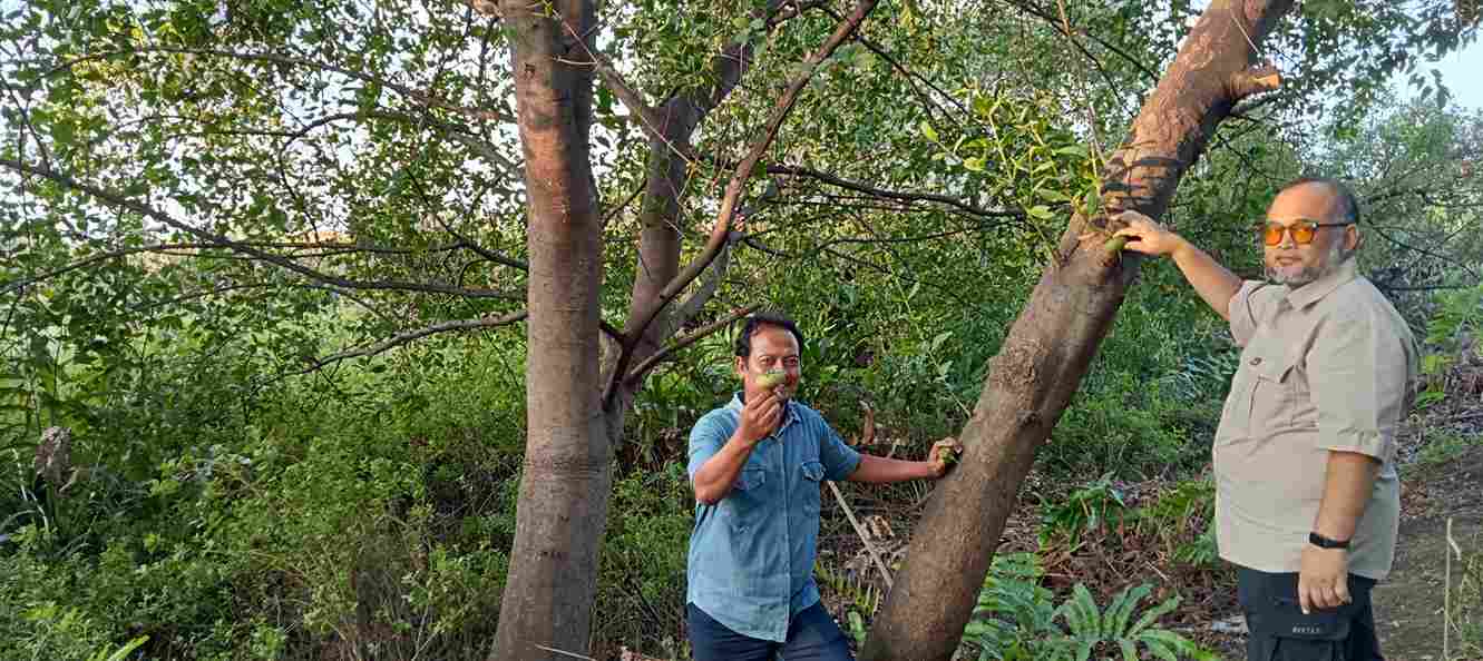 Fenomenal, Pondok Manggala Bak Pantai di Tengah Kota Surabaya Dengan Mangrovenya